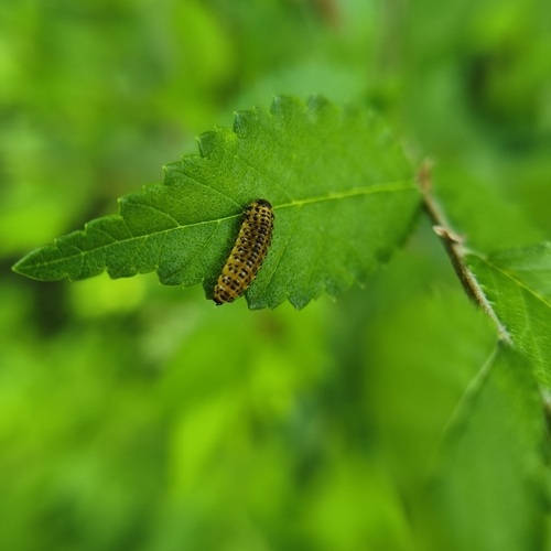 Xanthogaleruca maculicollis