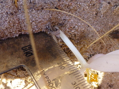 Gethyllis verticillata