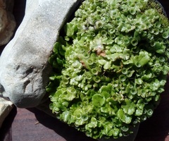 Marchantia polymorpha ruderalis