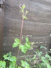 Aquilegia vulgaris
