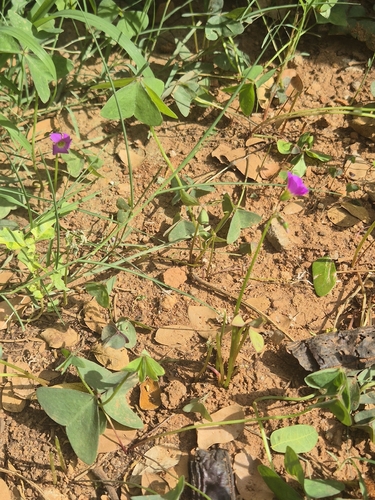 Oxalis latifolia