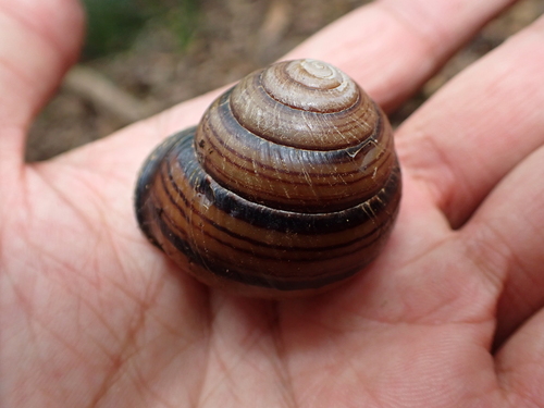 Steorra mourilyani observed 2025-04-09