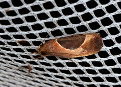 Hoplomorpha abalienella