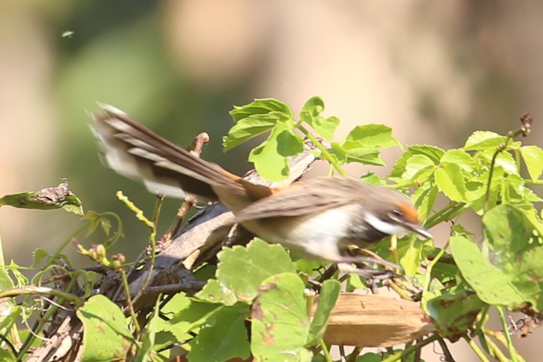 Arafura Fantail (Rhipidura dryas), photo 1