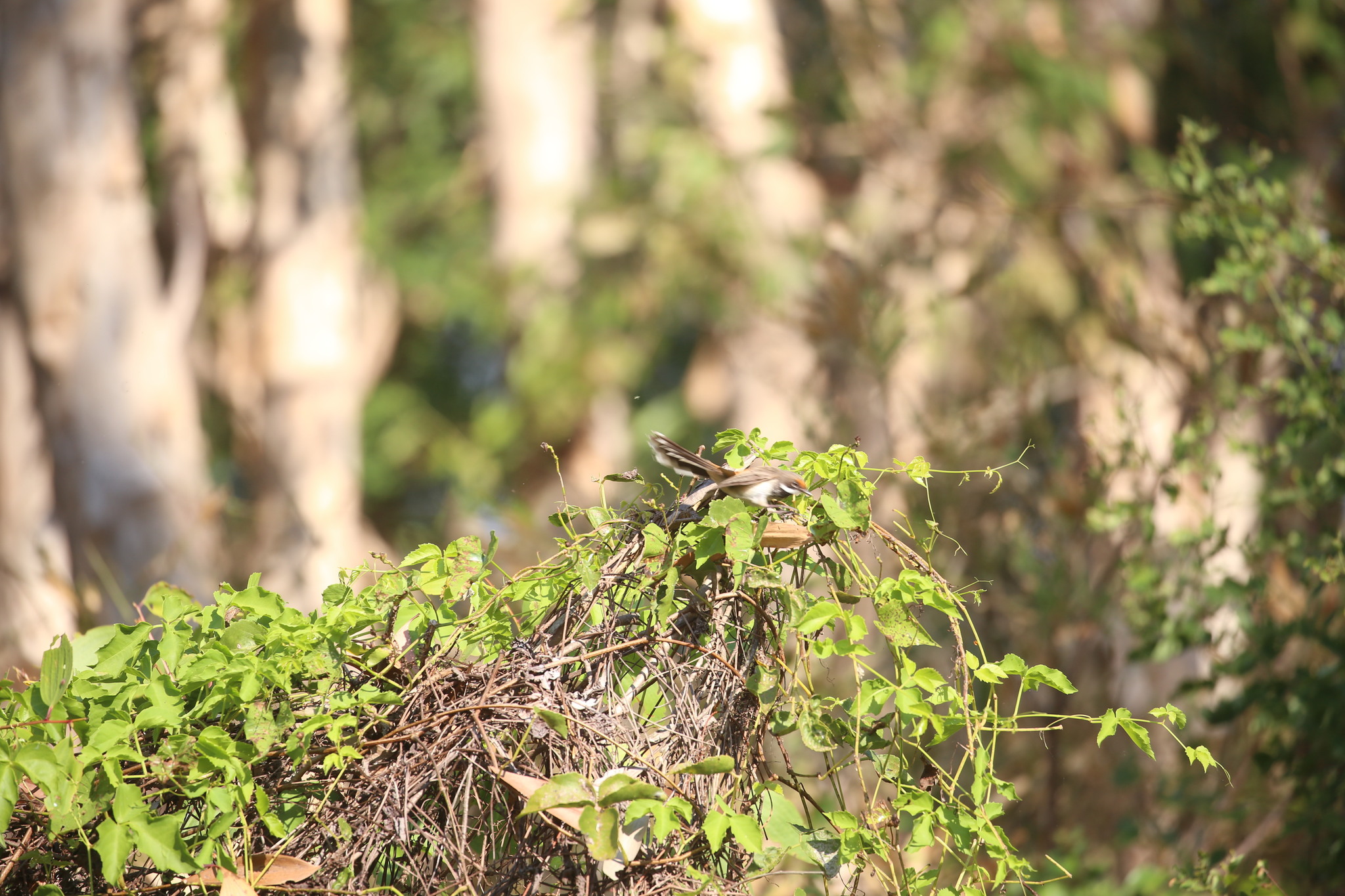 Arafura Fantail (Rhipidura dryas), photo 2