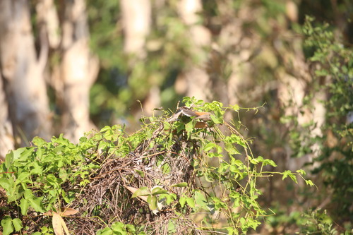 Arafura Fantail (Rhipidura dryas), photo 5