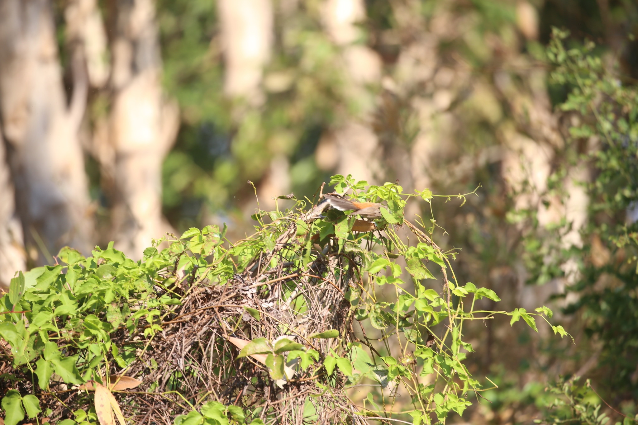 Arafura Fantail (Rhipidura dryas), photo 6