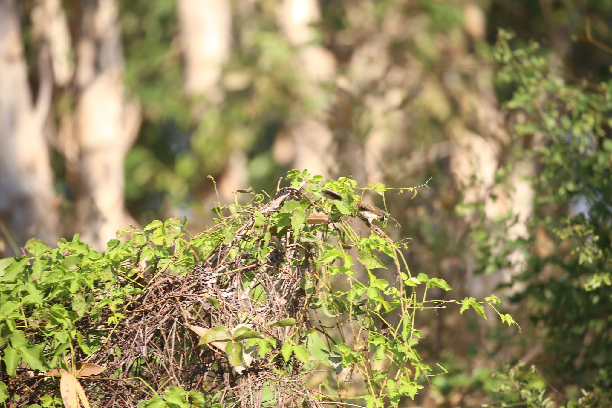 Arafura Fantail (Rhipidura dryas), photo 7