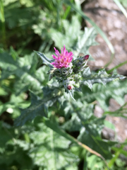 Carduus argentatus