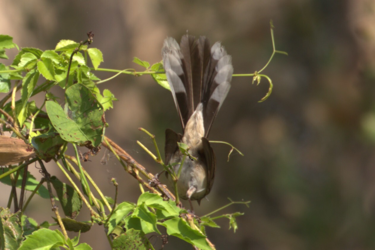 Arafura Fantail (Rhipidura dryas), photo 9