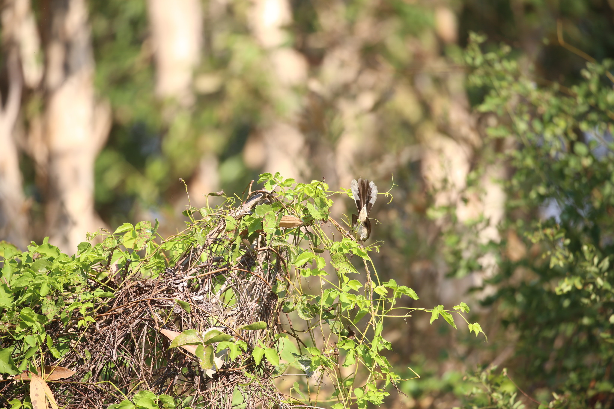 Arafura Fantail (Rhipidura dryas), photo 8
