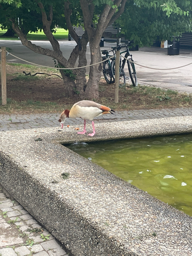 Egyptian Goose