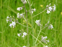 Anchusa strigosa