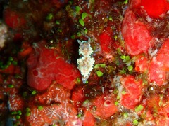 Glossodoris