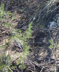 Asparagus lignosus