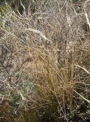 Asparagus mariae