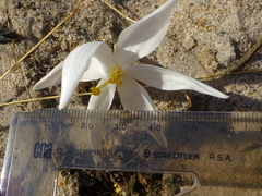 Gethyllis verticillata