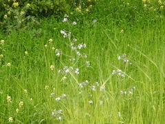 Anchusa strigosa