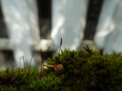 Bryophyta