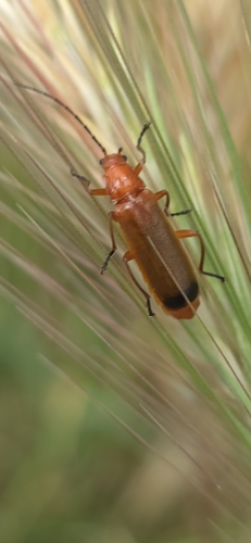Common Red Soldier Beetle