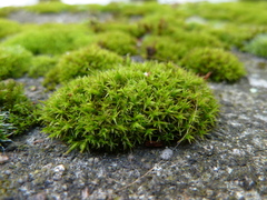Bryophyta