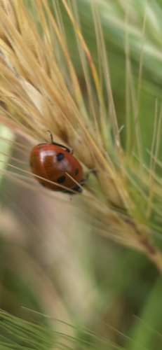 Seven-spotted Lady Beetle