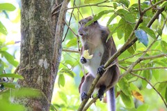 Macaca fascicularis philippensis