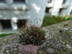 Bryophyta