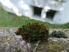Bryophyta