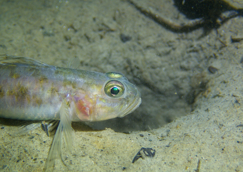 Frie's goby (Lesueurigobius friesii) — Gobiidae — 2