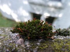 Bryophyta