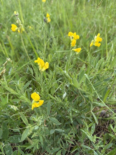 meadow pea