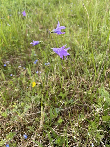 Spreading Bellflower
