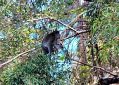 Macaca fascicularis philippensis