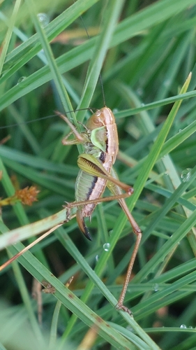 Roesel's Bush-cricket