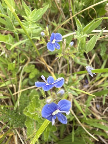 Germander Speedwell