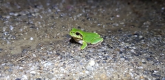 Hyla