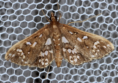 Ischnurges illustralis
