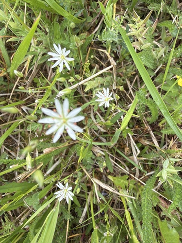 lesser stitchwort
