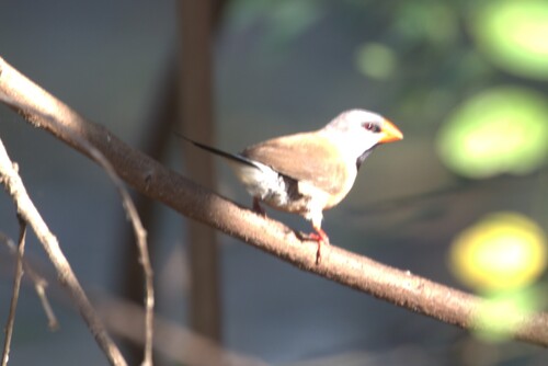 Long-tailed Finch (Poephila acuticauda)