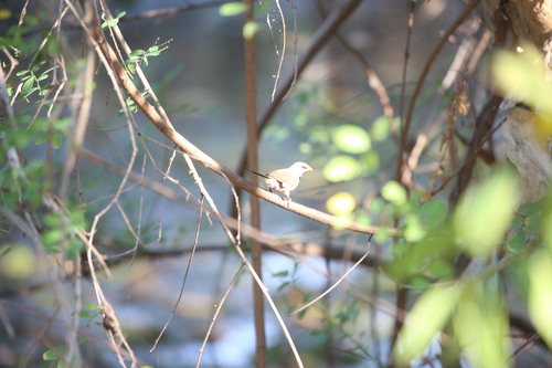 Long-tailed Finch (Poephila acuticauda), photo 2