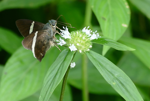 Spermacoce capitata