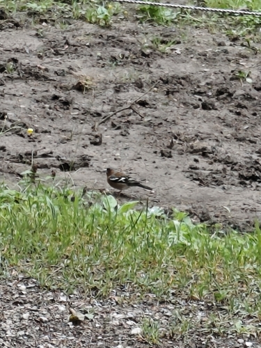 Common Chaffinch