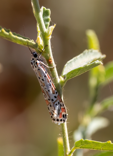 Crotalaria moth