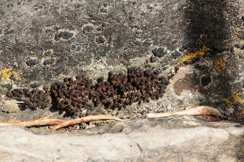 Enchylium tenax
