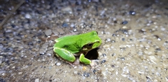 Hyla