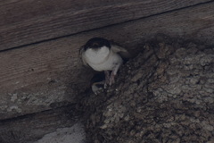 Delichon urbicum urbicum