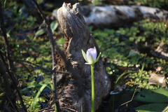 (c) Martin Rady, some rights reserved (CC BY) Nymphaea violacea, photograph (c) Martin Rady, some rights reserved (CC BY)