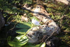 (c) Martin Rady, some rights reserved (CC BY) Nymphaea violacea, photograph (c) Martin Rady, some rights reserved (CC BY)