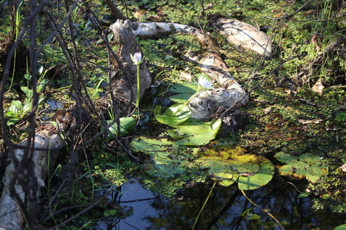 Nymphaea violacea, photograph 2